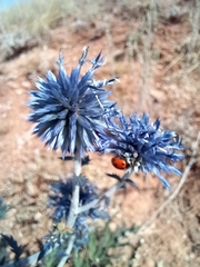 Echinops tataricus
