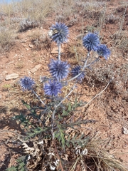 Echinops tataricus
