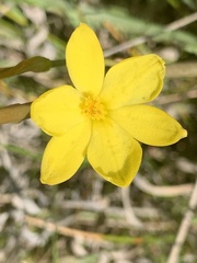 Bulbine bulbosa