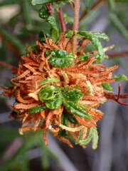 Asphondylia ceanothi