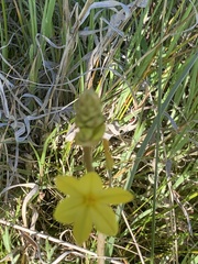 Bulbine bulbosa