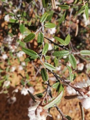 Lasiopetalum