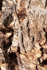 Cryptoblepharus pannosus