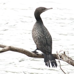 Phalacrocorax sulcirostris