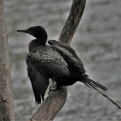Phalacrocorax sulcirostris