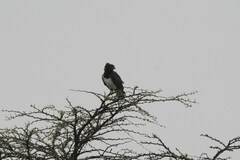 Circaetus pectoralis