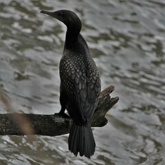 Phalacrocorax sulcirostris