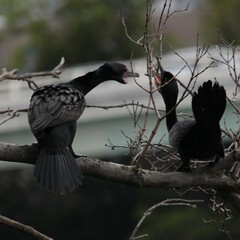 Phalacrocorax sulcirostris