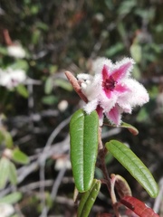 Lasiopetalum