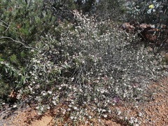 Lasiopetalum