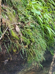 Dendrobium striolatum