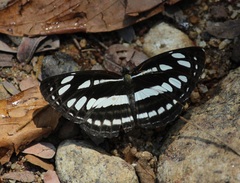 Neptis