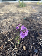 Prostanthera