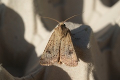 Agrotis trux