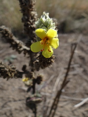 Verbascum ovalifolium