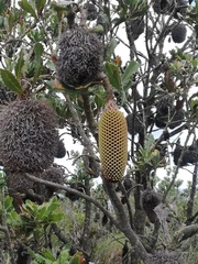 Banksia lemanniana