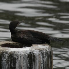 Phalacrocorax sulcirostris