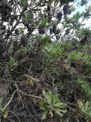 Banksia lemanniana