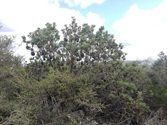 Banksia lemanniana