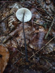 Mycetinis scorodonius