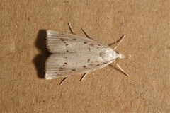 Calamotropha paludella