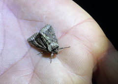 Allophyes oxyacanthae