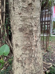 Sapindus mukorossi