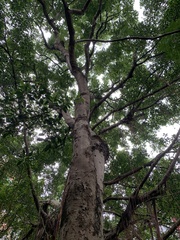 Sapindus mukorossi