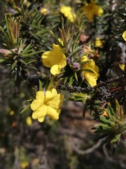 Hibbertia mucronata