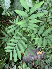 Sapindus mukorossi