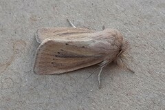 Denticucullus pygmina