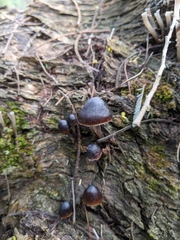 Mycena nargan