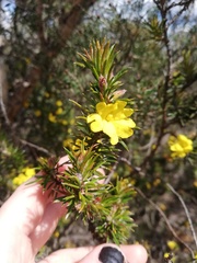 Hibbertia mucronata