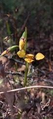 Diuris × palachila