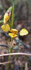 Diuris × palachila