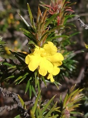 Hibbertia mucronata