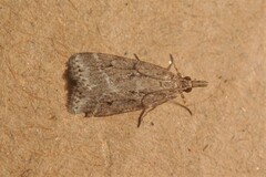 Eudonia pallida