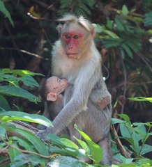 Macaca radiata