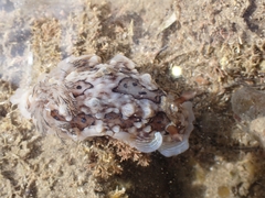 Dendrodoris krusensternii