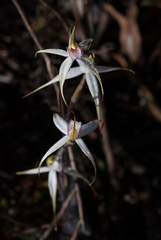 Caladenia rigida