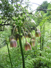 Allium siculum