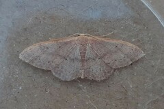 Idaea eugeniata
