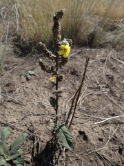 Verbascum ovalifolium