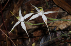 Caladenia rigida