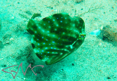 Brachaluteres jacksonianus