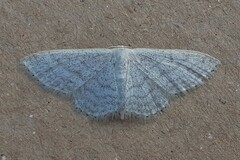 Idaea subsericeata
