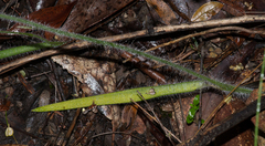 Caladenia rigida