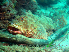 Scorpaena jacksoniensis