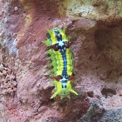 Limacodinae