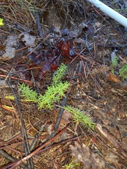 Asparagus acutifolius
